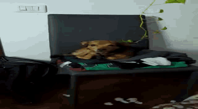 a dog is laying in a pile of clothes with the letter n on it .