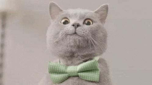 Mike The Cat Cat GIF - Mike The Cat Cat Bow Tie GIFs