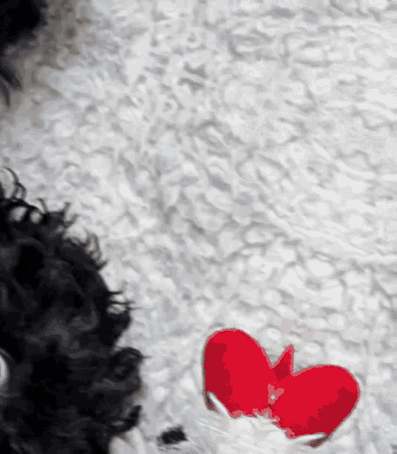 a black and white dog laying on a white blanket next to a red heart shaped toy .