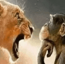 a lion and a chimpanzee are standing next to each other and looking at each other .