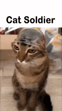 a cat wearing a helmet and glasses is sitting on the floor .