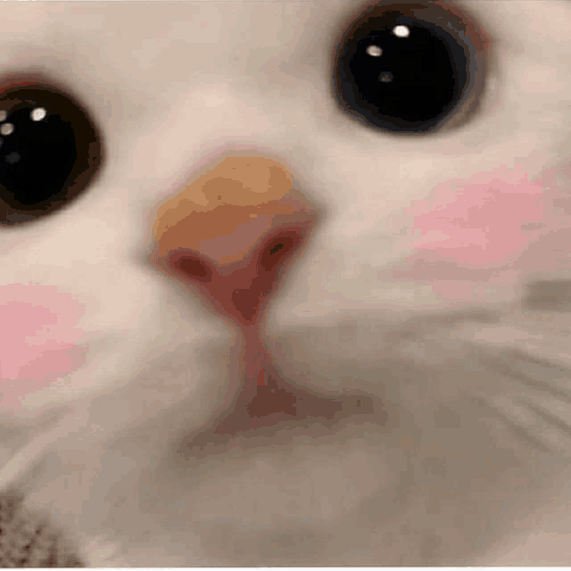 a close up of a white cat 's face with pink cheeks and big eyes .