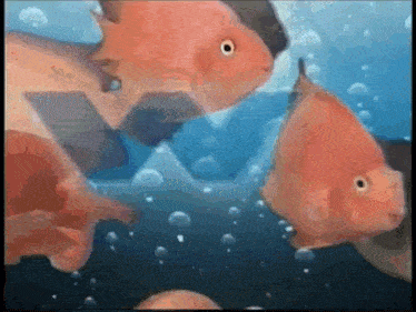 a group of fish are swimming in a tank of water