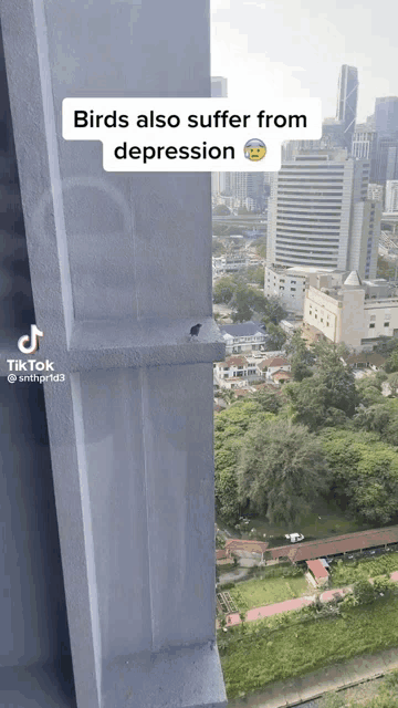 birds also suffer from depression according to a tiktok