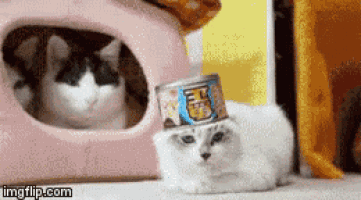 a can of cat food is sitting on top of a cat 's head