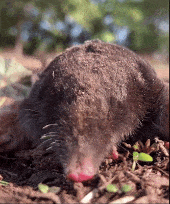 a close up of a mole with its mouth open