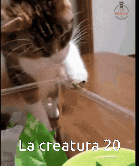 Lacreatura Frog And Cat GIF - Lacreatura Frog And Cat GIFs