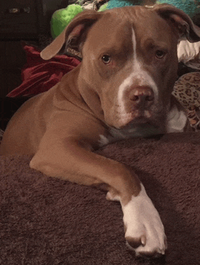 a brown and white dog is laying down on a brown blanket