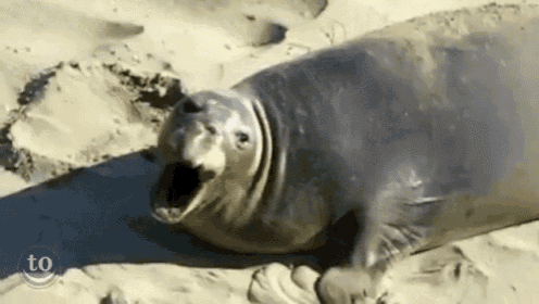 I'Ve Said My Piece GIF - Yawn Seal GIFs
