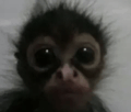 Monkey GIF - Monkey GIFs