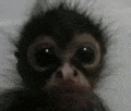 a close up of a monkey 's face with big black eyes