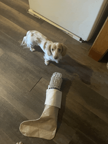 a dachshund laying on the floor next to a christmas stocking
