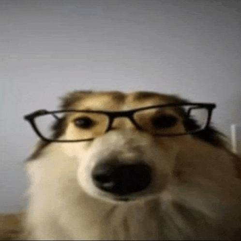 a close up of a dog wearing glasses on its face .