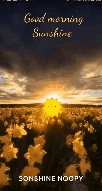 a picture of a field of yellow flowers with the words good morning sunshine
