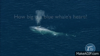an aerial view of a blue whale swimming in the ocean .