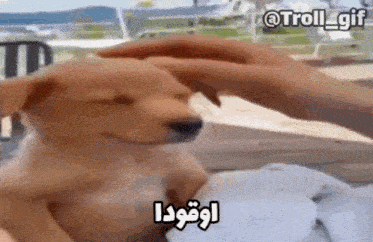 a person is petting a dog 's head in a video .