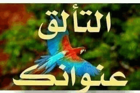 a blue and red parrot is flying in the air in front of a sign in arabic .