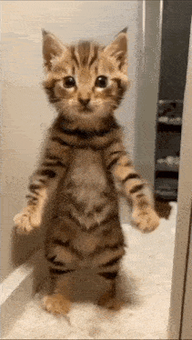 Cat Ai GIF - Cat Ai Dance GIFs