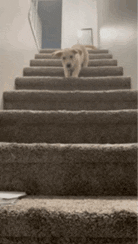 a dog is walking up the stairs in a house .