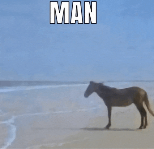 a horse is standing on a beach with the word man above it