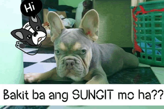 a picture of a dog with the words bakit ba ang sungit mo ha below it