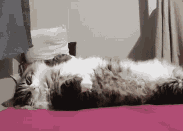 Yumi Cat GIF - Yumi Cat Sleepy GIFs