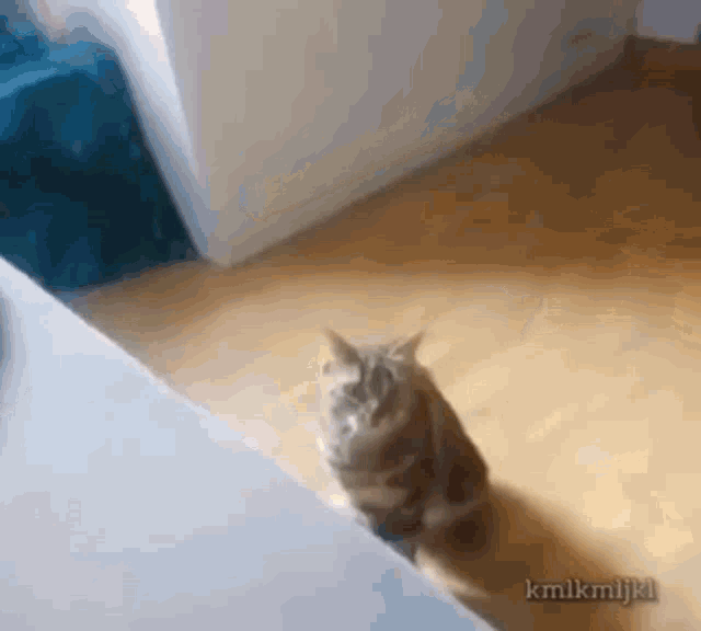 a cat is sitting on a wooden floor in a room looking at the camera .