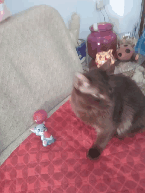 a cat is playing with a toy on a red blanket