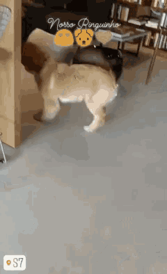 a dog is standing in a room with a sticker that says nosso pinguinho on it