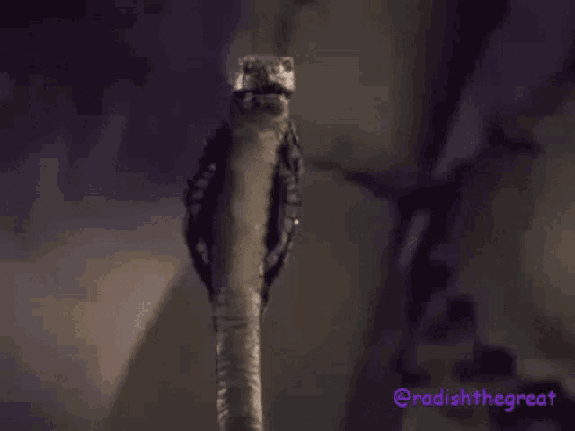 a lizard is standing on a stick with the words " radish the great " written below it