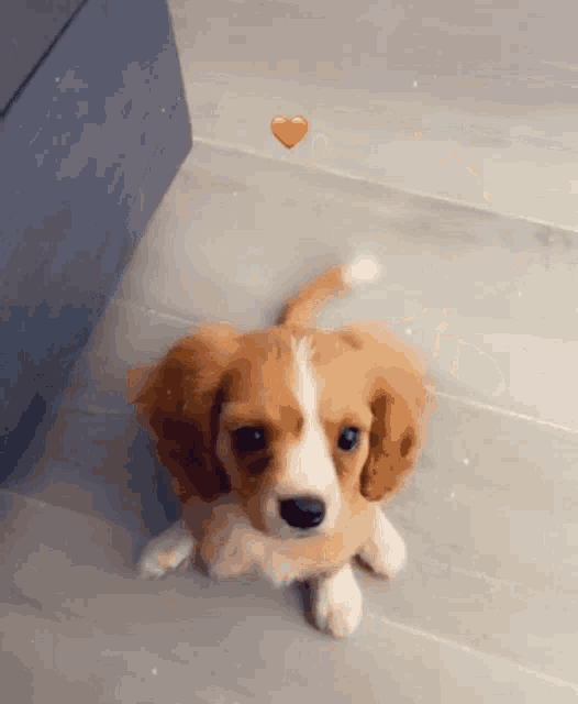 a brown and white puppy laying on the floor with a heart in the background