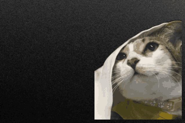 a cat wearing a yellow shirt and a white scarf
