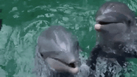 a couple of dolphins are swimming in the water .