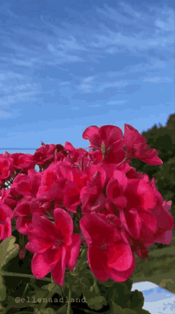 a bunch of pink flowers against a blue sky with the name ellenaaderland on the bottom