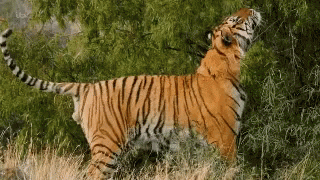 Tiger Big Cat GIF - Tiger Big Cat Wild Animal GIFs