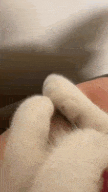 a close up of a white cat 's paws on a person 's shoulder .