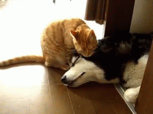 Cuddles Dog GIF - Cuddles Dog Cat GIFs