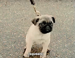 [squeals] GIF - Dog Puppy Squeal GIFs