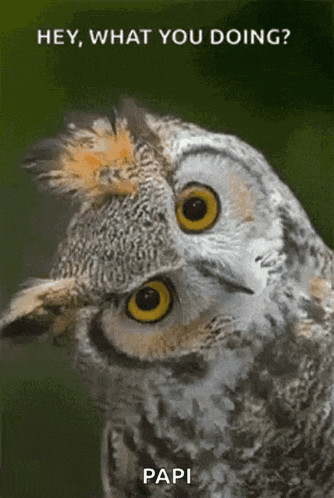 a close up of an owl with the words hey what you doing papi written below it