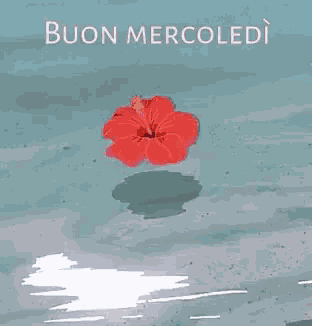 Buon Mercoledì A Tutti Passa Un Felice Mercoledì GIF