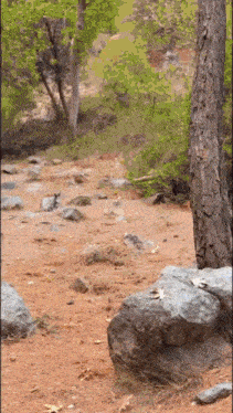a blurred image of a rocky area with a tree in the background