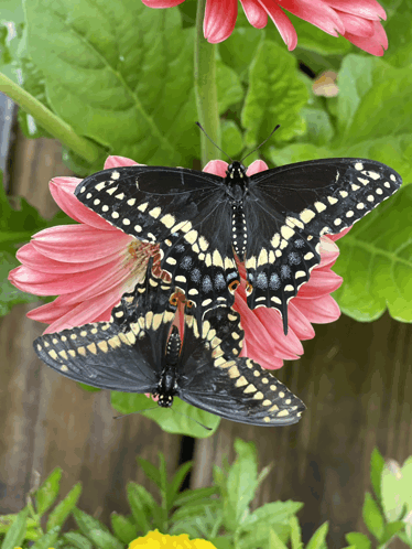 Blackswallowtailbutterflies Gerberdaisies GIF - Blackswallowtailbutterflies Gerberdaisies GIFs