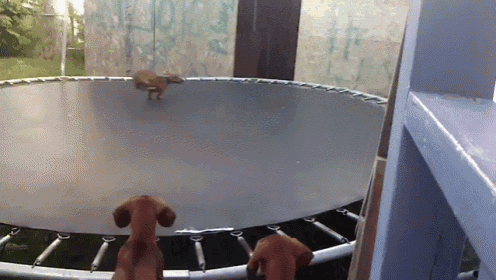 two dachshunds are jumping on a trampoline in front of a building with graffiti on it that says t.