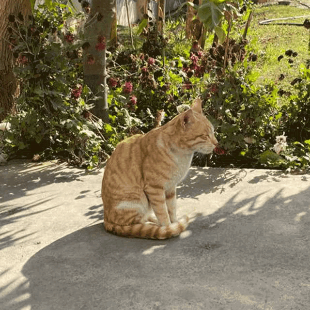 an orange and white cat sits on a concrete sidewalk