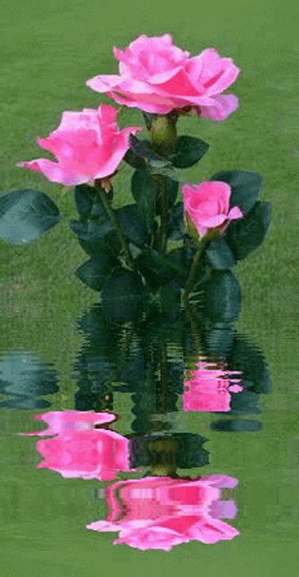 a bunch of pink roses are floating in the water