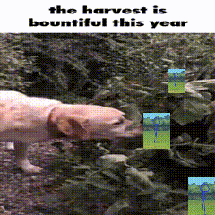 a dog sniffing leaves with the words the harvest is bountiful this year