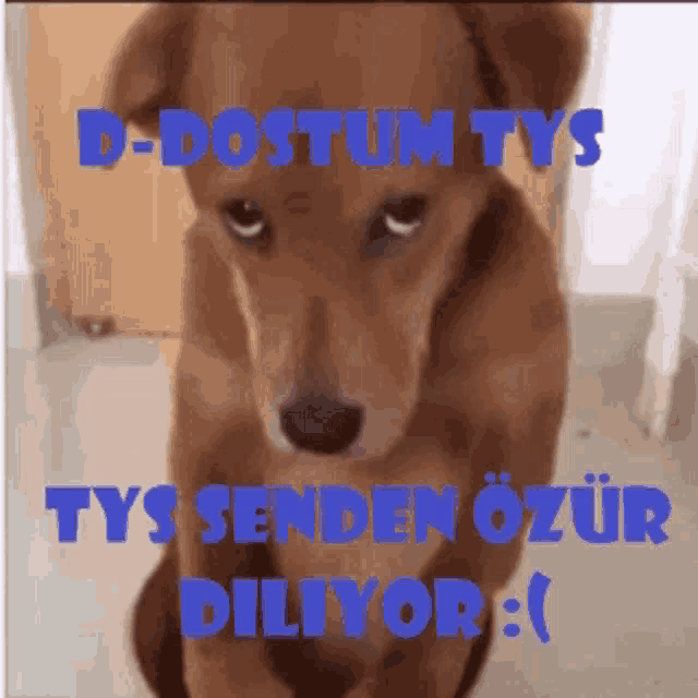 a picture of a brown dog with the words d-dostum tys tys senden ozur diliyor