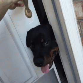 a dog is sticking its head out of a door