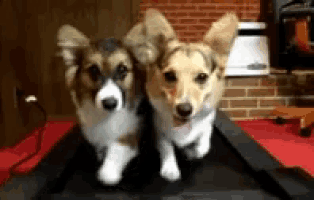 two corgi dogs are running on a treadmill