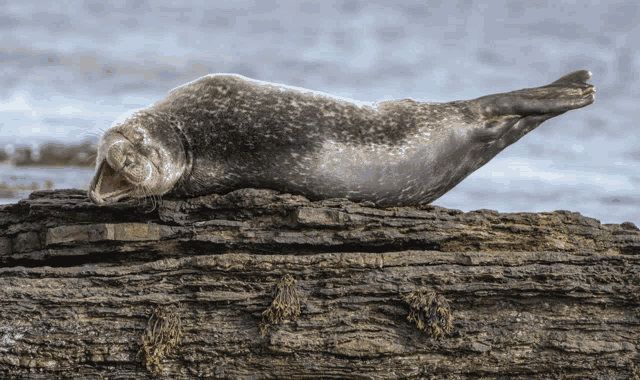 a seal with its mouth open is laying on a rock
